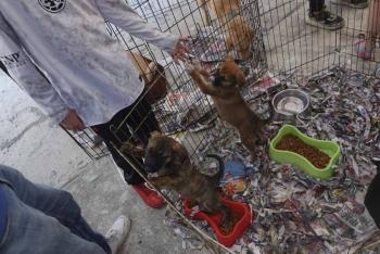 Comerciantes y organizaciones se manifiestan contra iniciativa sobre exhibici&oacute;n de animales