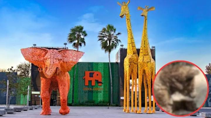 Profepa Eval&uacute;a Riesgos de Traslado de la Osa Mina que se Encuentra en Estado Cr&iacute;tico en NL