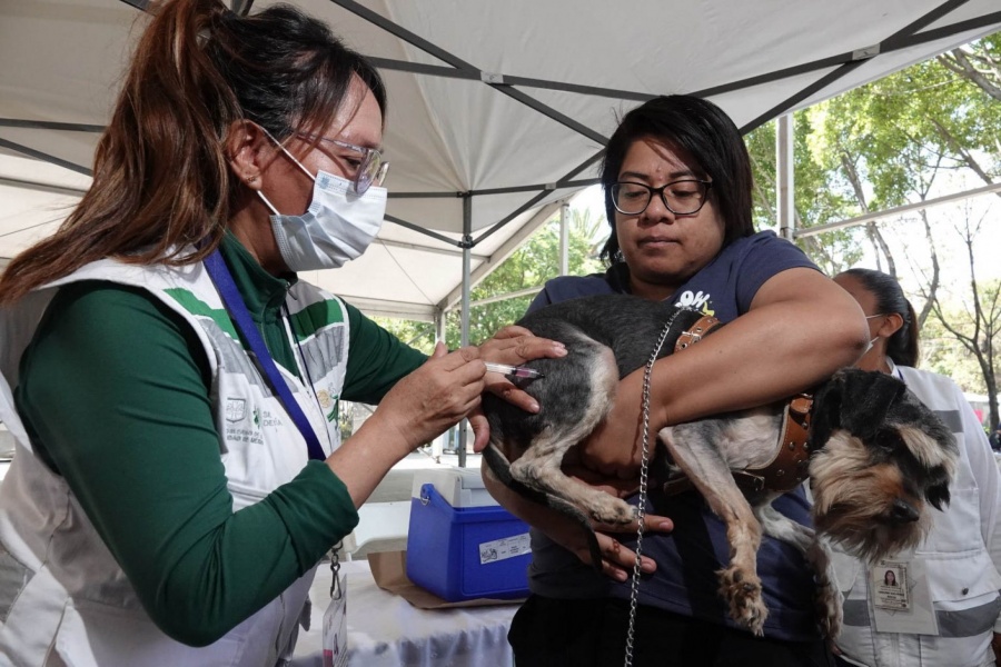 Jornada de vacunación antirrábica en Benito Juárez protege a 250 mascotas
