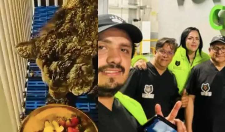 Osa Mina Llega a Fundaci&oacute;n Invictus en Hidalgo tras Exitoso Traslado A&eacute;reo