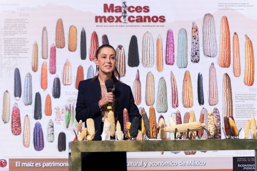 Sheinbaum impulsará banco genético de maíces mexicanos