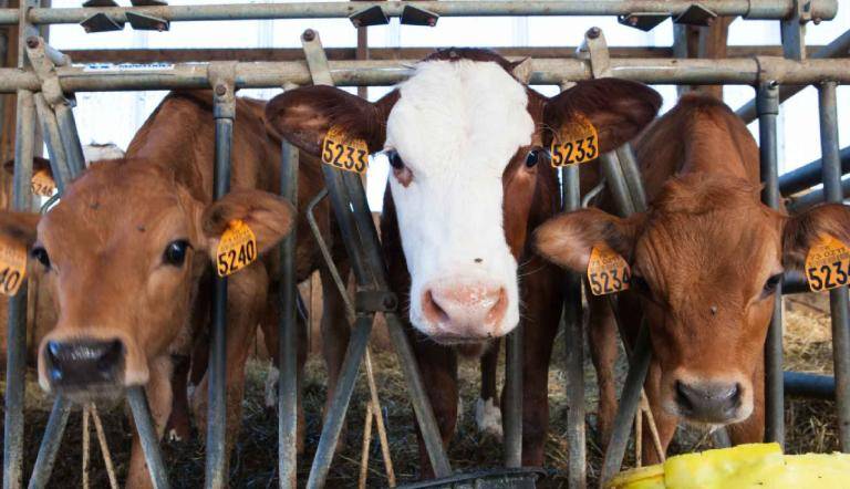 Ganaderos piden a la presidenta limitar importación de ganado y carne brasileña