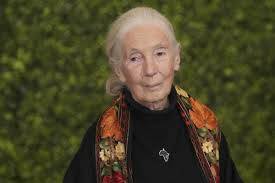 Muere reconocida experta en primates Jane Goodall a los 91 años
