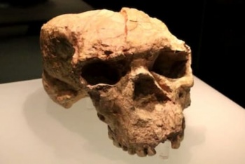 Un cr&aacute;neo de un mill&oacute;n de a&ntilde;os hallado en China podr&iacute;a reescribir la historia de la evoluci&oacute;n humana