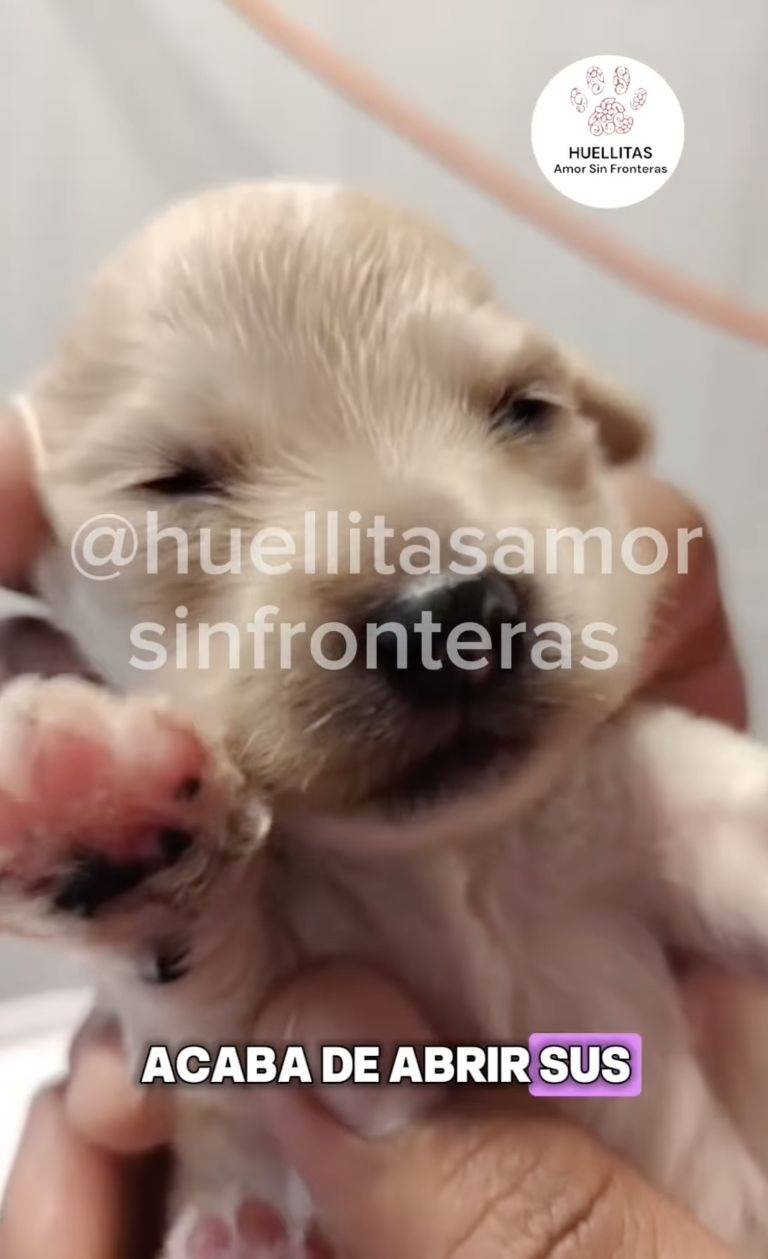 Cachorro “Cerecito” abre los ojos por primera vez tras sobrevivir a la explosión de pipa en Iztapalapa