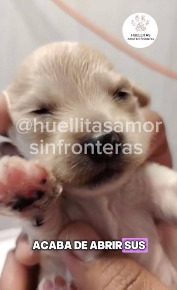 Cachorro “Cerecito” abre los ojos por primera vez tras sobrevivir a la explosi&oacute;n de pipa en Iztapalapa
