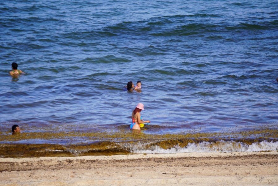 Menor Arribo de Sargazo a las Playas de Quintana Roo en 2025