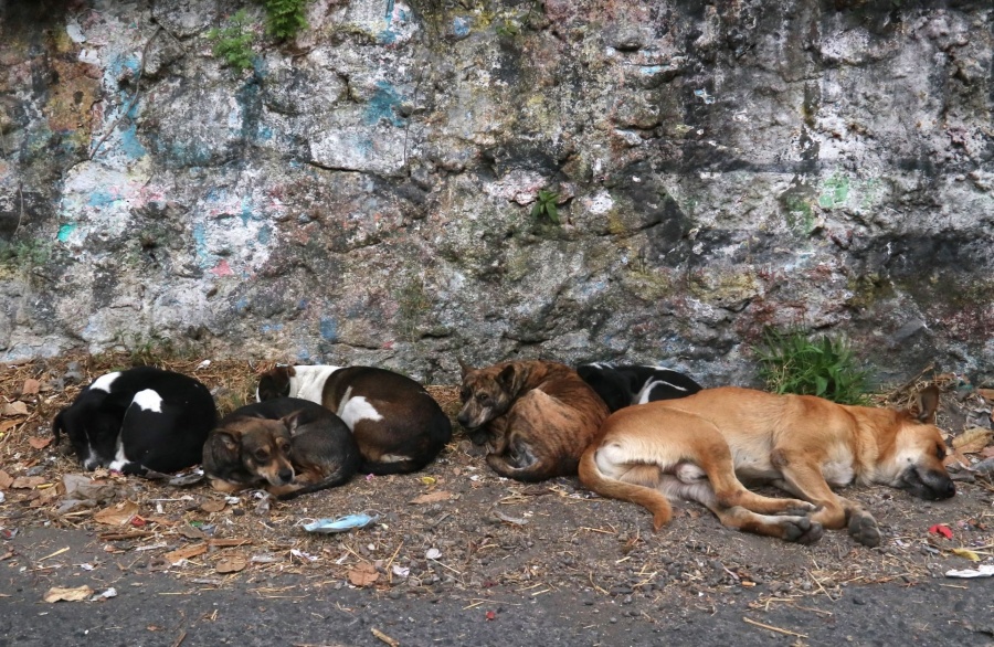 Rescatan a mujer tras ataque de perros en Ixtapaluca