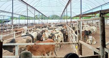 Detecta Senasica caso de gusano barrenador en Quer&eacute;taro y activa protocolo sanitario para evitar su propagaci&oacute;n