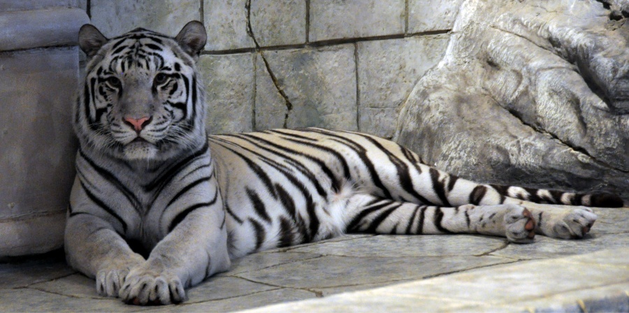 Encuentran muerto a tigre de bengala que se fug&oacute; de zool&oacute;gico en Puebla