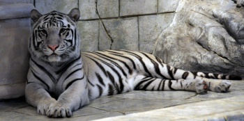 Encuentran muerto a tigre de bengala que se fug&oacute; de zool&oacute;gico en Puebla