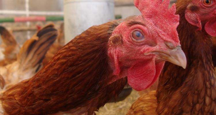 México refuerza vigilancia ante riesgo de influenza aviar AH5N1 por migración de aves silvestres