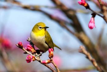 Escuchar p&aacute;jaros podr&iacute;a ser terapia natural para la mente
