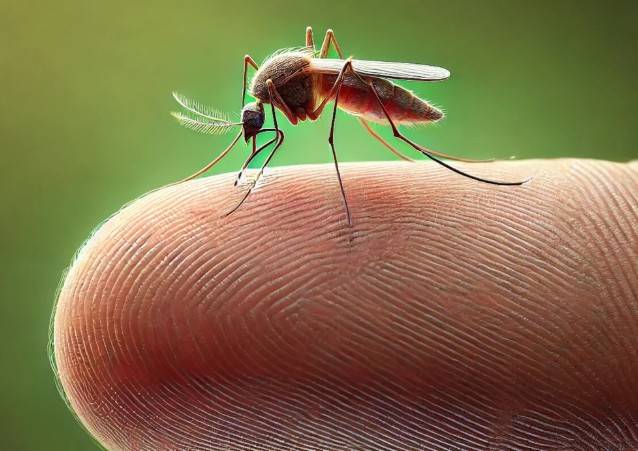 Dengue concentra la atención sanitaria en cinco estados afectados por las lluvias