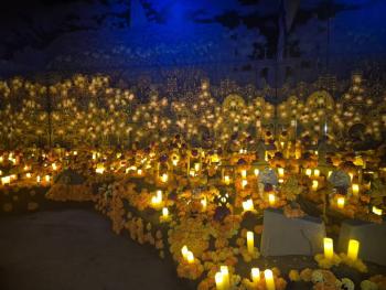 Odisea M&eacute;xico: cuando la memoria florece entre luces y cempas&uacute;chil