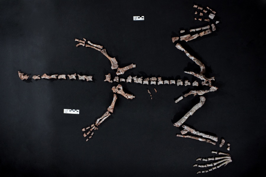 Hallan uno de los dinosaurios más antiguos del mundo en Argentina