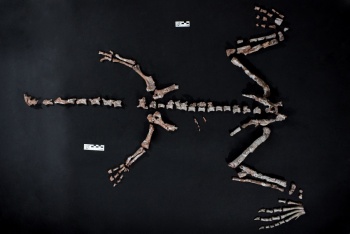 Hallan uno de los dinosaurios m&aacute;s antiguos del mundo en Argentina