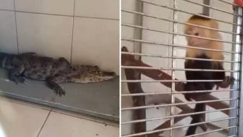 Detienen a dos hombres en el Z&oacute;calo por transportar un mono, un caim&aacute;n y una serpiente