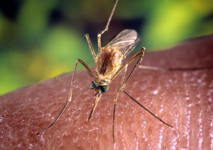 Islandia detecta por primera vez la presencia de mosquitos en su entorno natural