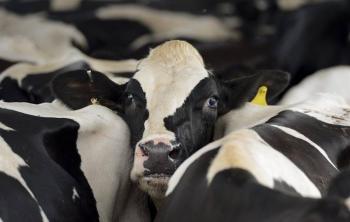 Rancheros de Texas rechazan plan de Trump para importar m&aacute;s carne desde Argentina