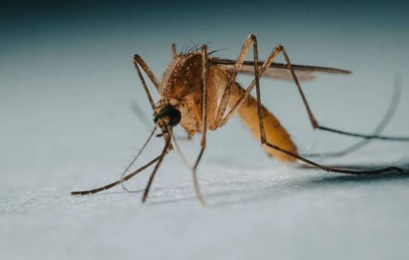 Los mosquitos llegan a Islandia, el &uacute;nico pa&iacute;s al que todav&iacute;a no llegaban