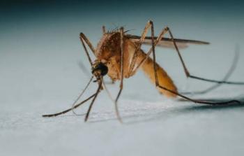Los mosquitos llegan a Islandia, el &uacute;nico pa&iacute;s al que todav&iacute;a no llegaban