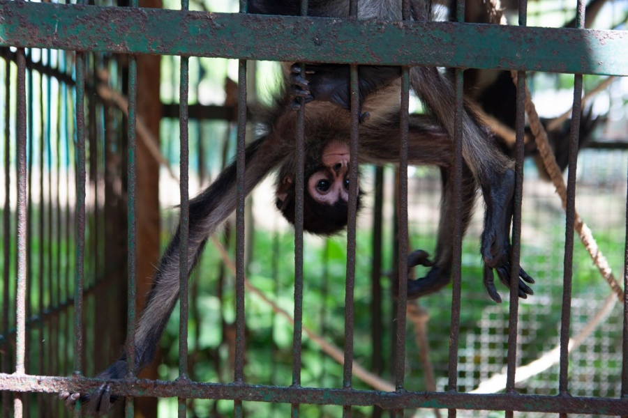 Escapan tres monos de laboratorio tras el vuelco de un cami&oacute;n en Mississippi
