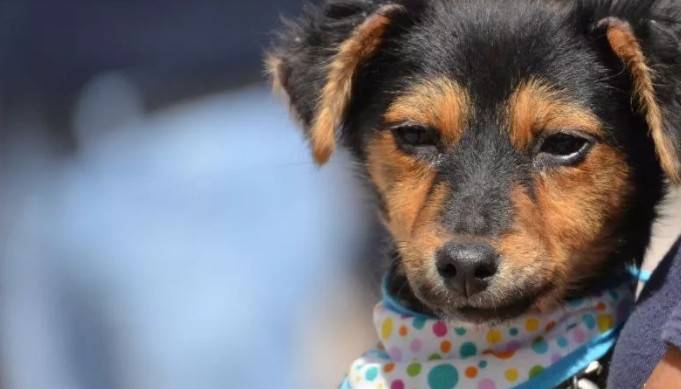 Van 2 mil 700 chips de identificaci&oacute;n de mascotas colocados en Quer&eacute;taro
