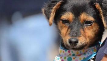 Van 2 mil 700 chips de identificaci&oacute;n de mascotas colocados en Quer&eacute;taro