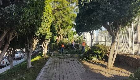 Denuncian tala de &aacute;rboles por obras del tren M&eacute;xico–Quer&eacute;taro en colonia Las Hadas