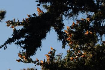 Millones de mariposas monarca llenan los bosques de Ocampo, Michoac&aacute;n