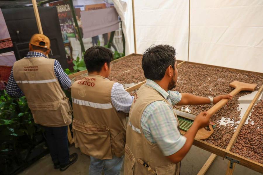 Sheinbaum anuncia construcción de planta procesadora de cacao en Tabasco con el programa Chocolate Bienestar