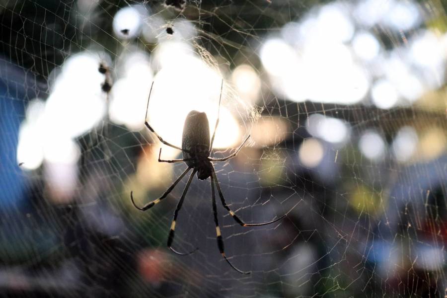 Fallece mujer en Nuevo Le&oacute;n tras mordedura de ara&ntilde;a