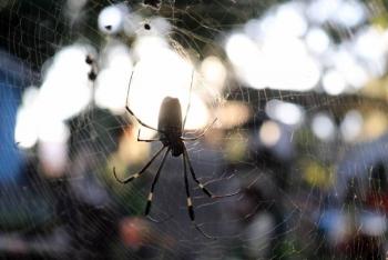 Fallece mujer en Nuevo Le&oacute;n tras mordedura de ara&ntilde;a