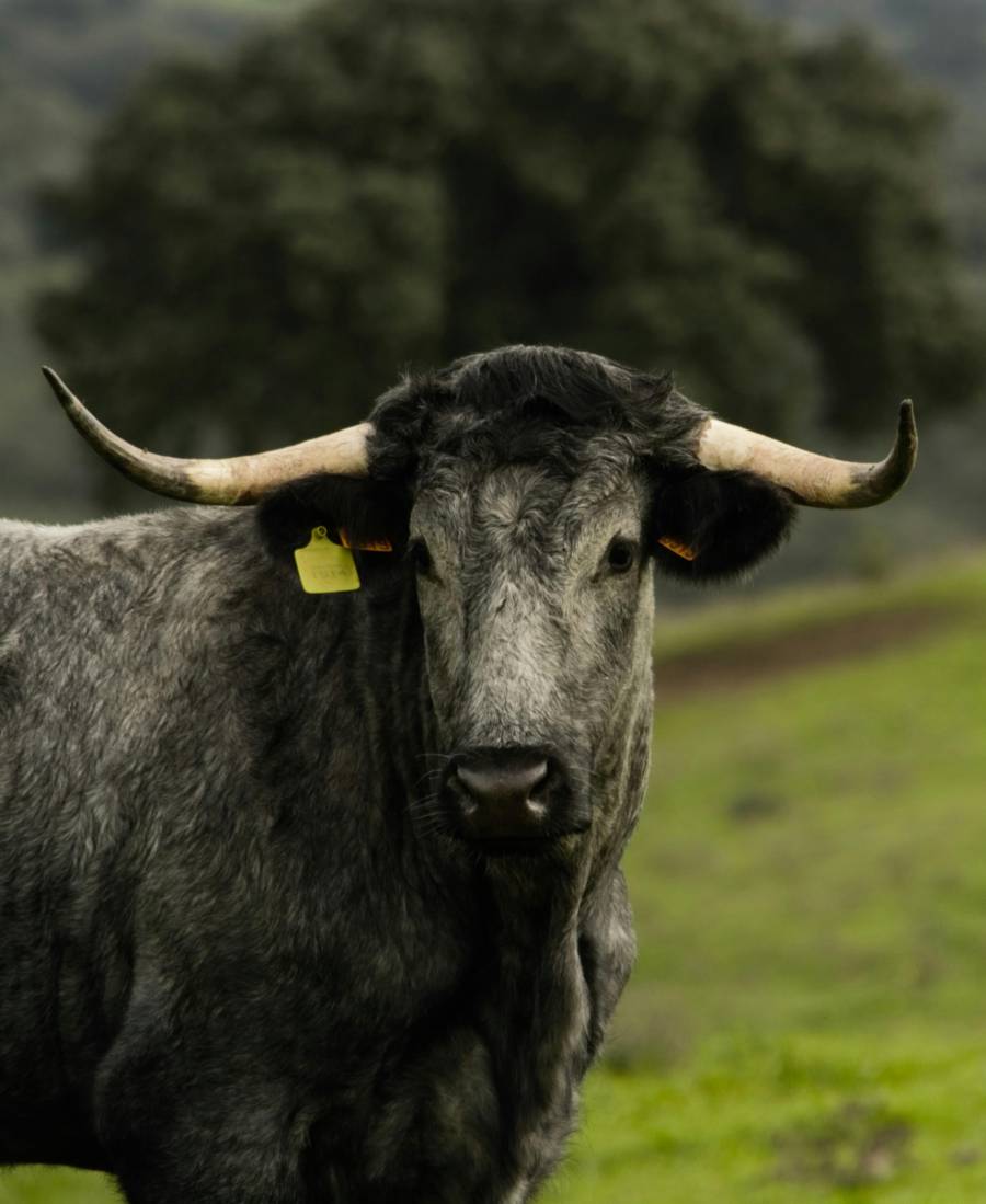 Fiscal&iacute;a investiga robo de 100 toros en Aguascalientes; responsables escaparon a Jalisco