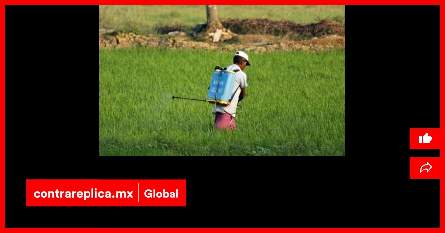 Pesticidas y otros contaminantes químicos comunes son tóxicos para nuestras bacterias – ContraRéplica