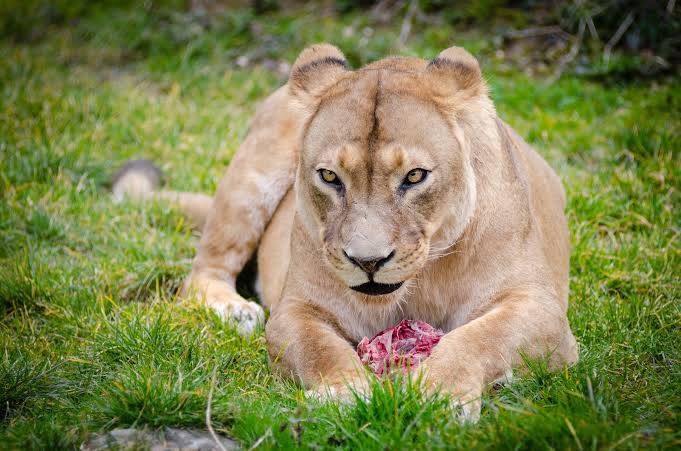 Una leona mata a un joven que ingres&oacute; a su recinto en un zoo de Brasil