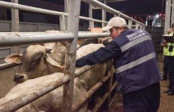 Agricultura valora respaldo de la CNOG para fortalecer acciones contra el gusano barrenador del ganado