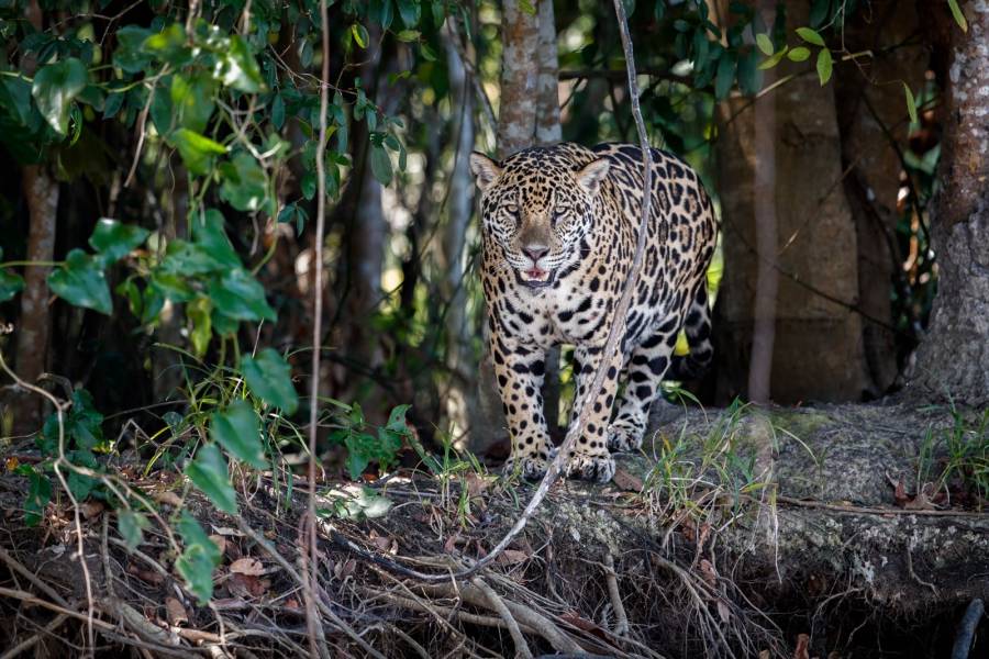 ADN de AJEMEX impulsa cuidado del bienestar animal