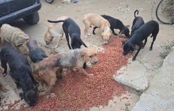 Rescatan 65 perros en rastro clandestino de Oaxaca; hay un detenido