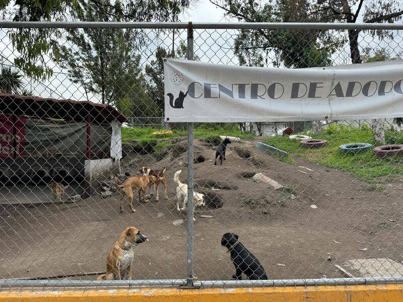 Refugio Franciscano denuncia que desalojo en Santa Fe responde a proyecto inmobiliario; m&aacute;s de mil animales afectados