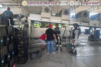 Detienen a 28 personas y aseguran explosivos improvisados en Michoac&aacute;n