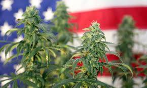 Proponen reclasificar marihuana como droga menos peligrosa