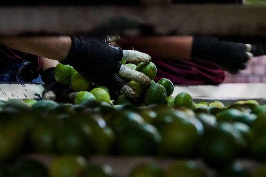 Capturan en Apatzing&aacute;n a tres presuntos extorsionadores de productores de lim&oacute;n