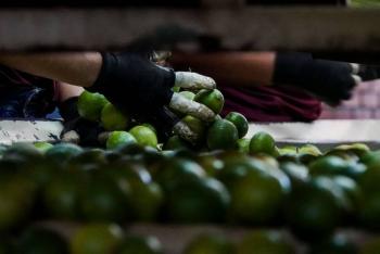 Capturan en Apatzing&aacute;n a tres presuntos extorsionadores de productores de lim&oacute;n