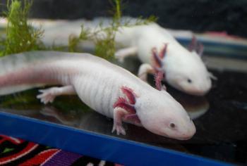 UNAM impulsa programa para apadrinar ajolotes en Xochimilco y elegir su nombre