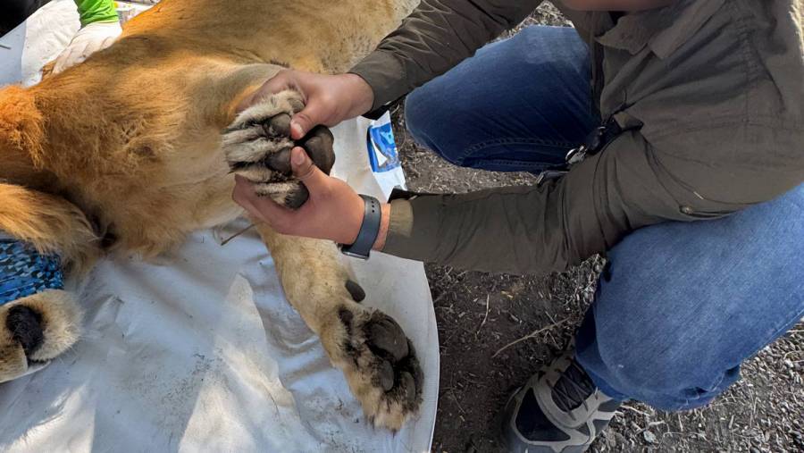 León joven es hallado sin garras y encadenado a un árbol en campo de agave en Nayarit