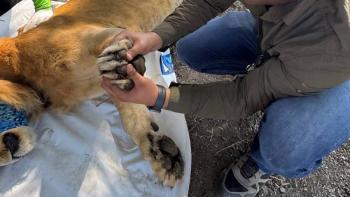 Le&oacute;n joven es hallado sin garras y encadenado a un &aacute;rbol en campo de agave en Nayarit
