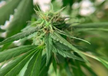 Cu&aacute;les son las razones de Estados Unidos para reclasificar la marihuana