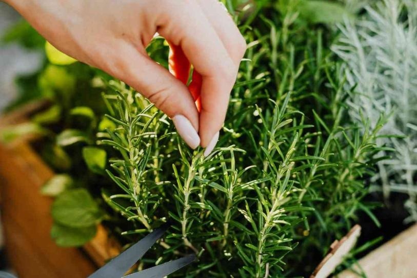 Guía para iniciar un huerto de hierbas aromáticas en tu cocina